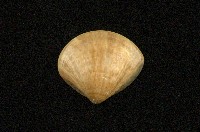 藏品(普通文蛤)的圖片